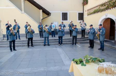 Trgatev stare trte 5